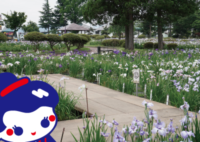 ぶらり、第42回 浅舞公園あやめまつり@浅舞公園 横手市: カメラを持ってぶらりと散歩♪