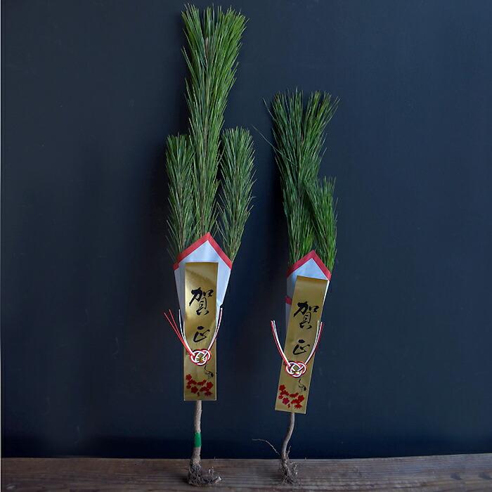 門松に関する雑学！ - 面白雑学・豆知識ブログ