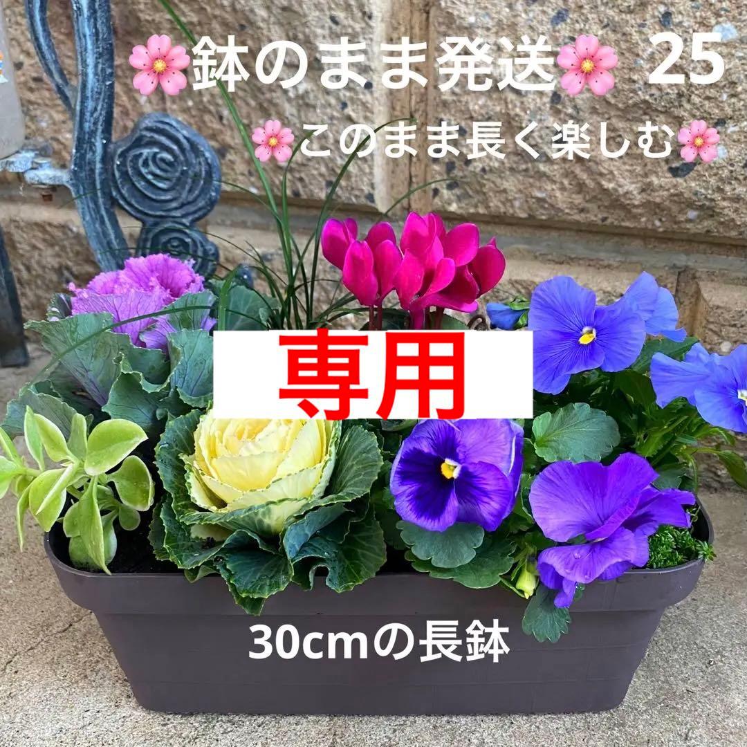 寄せ植え初心者 クリスマスのインテリア実例RoomClip ルームクリップ