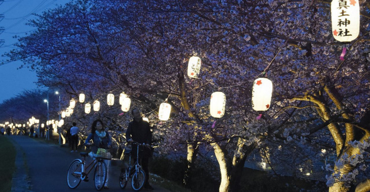 平塚市 第24回渋田川桜まつりが開催されます！湘南人