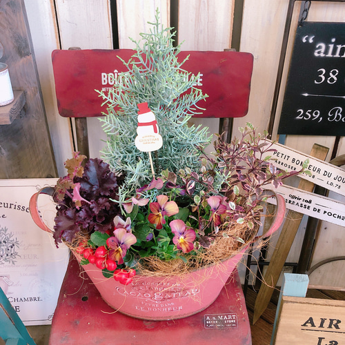 クリスマスの寄せ植え