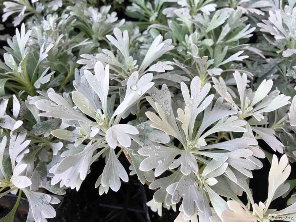 クリスマス」が名前に入る植物10選GardenStoryガーデンストーリー