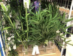 セリアとダイソーで楽しむ我が家の七夕白文鳥と私