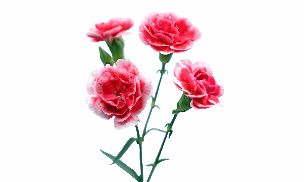 カーネーション知多どれ 花卉アグリス JAあいち知多