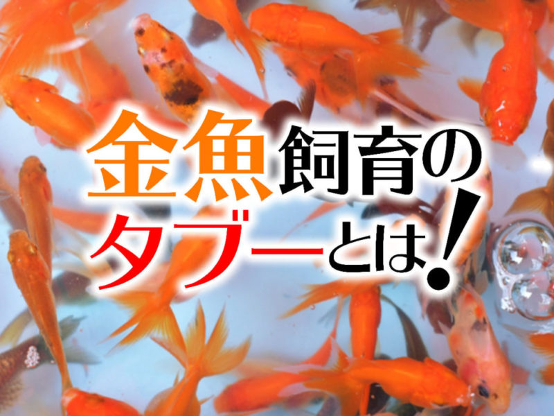 金魚の寿命は10年？種類ごとに違う年数と長生きさせる4つのポイントコーナンTips