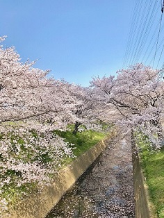 平塚市「渋田川桜まつり」夜間ライトアップの様子