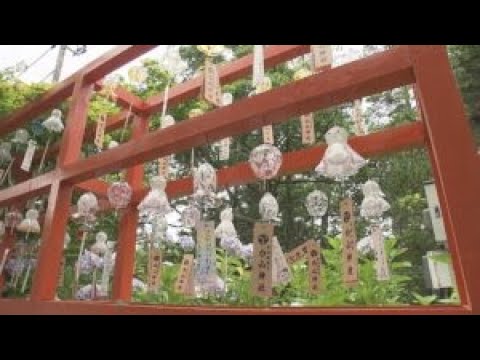 白山神社で七夕風鈴まつり開催中！色とりどりの風鈴が涼を運ぶ 白山神社新潟市中央区 夏のおすすめおでかけスポットまいぷれにいがた編集部のニュースまいぷれ 新潟市