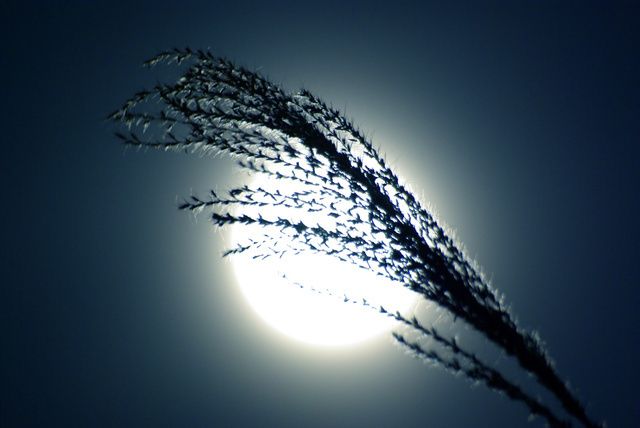 お月見や十五夜の意味とは？どうして月見団子やススキをお供えするの？水野染工場