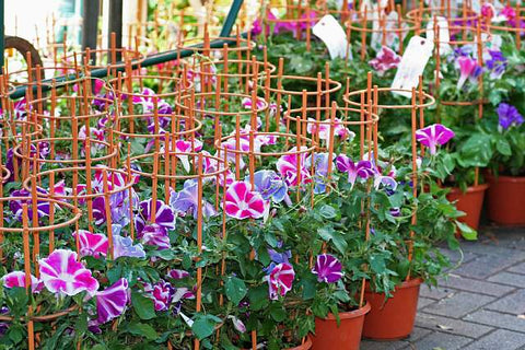 東京の7月イベント「入谷の朝顔まつり」と「浅草寺のほおずき市」とは花・花束を贈るフラワーギフト通販の 日比谷花壇 公式