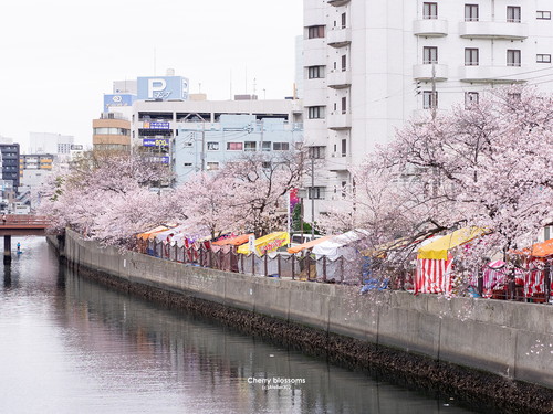 大岡川桜祭り2024屋台の出店いつからいつまで？混雑状況と空いてる時間は？☆ミンは今日も笑顔です☆