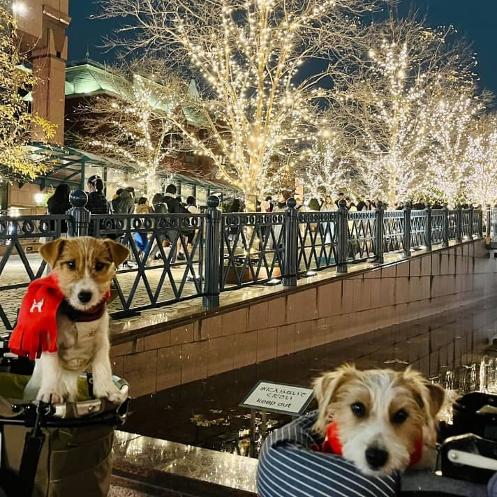 幸せなカップルは、クリスマス、犬と一緒にソファに座っています。家で新年。家族と日付。炉床、家庭用衣類、セーター。心の安らぎと温かさの写真素材・画像素材Image 176462408