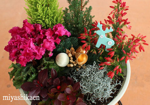 プロが解説 クリスマスにぴったり！１鉢で華やかさ続くブーケのような12月の寄せ植えGardenStoryガーデンストーリー