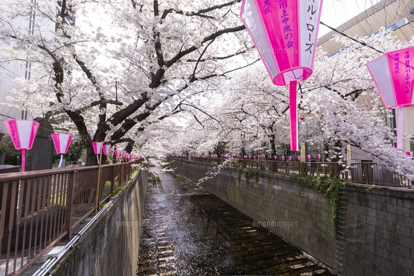 東京都・台東区 蔵前神社🌸雨夜に現れる光の世界🌸 河津桜とミモザのバランスがあまりに秀逸なので毎年定番構図を撮ってしまいたくなる場所。今年は変化をつけてみようと思い夜に撮ってみました！ この日は深夜になるほど風雨が強まり、なかなかの暴風雨状態に😇 雨