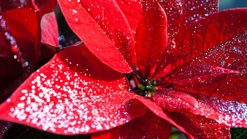 クリスマスムード満点。真っ赤な情熱の花、ポインセチアの花言葉とおすすめ作品6選ハンドメイド、手作り通販・販売のCreema