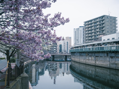 大岡川 染井吉野 屋台 の写真素材48391241- PIXTA