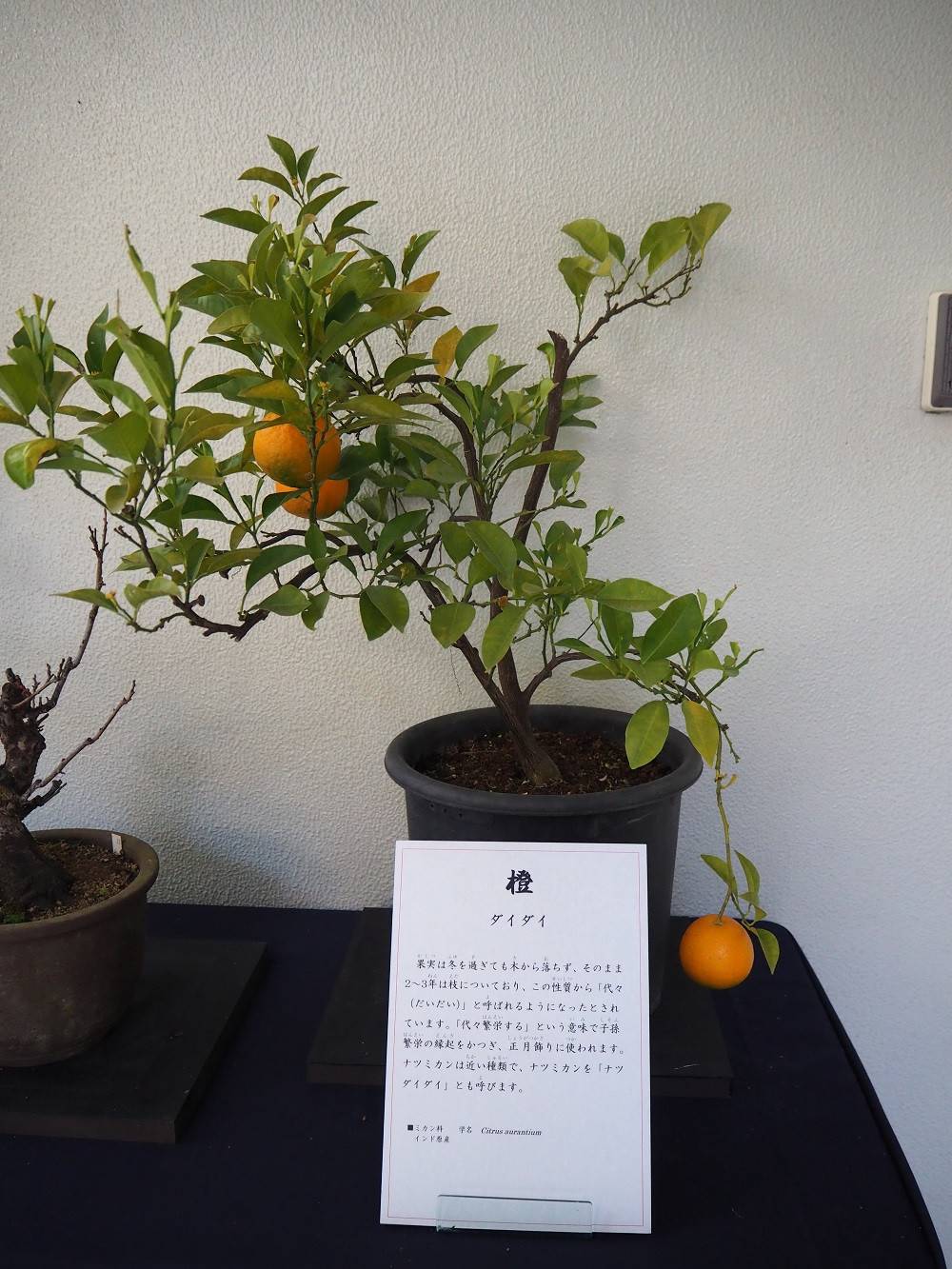 鏡餅♡柿は「にこにこ、仲むつまじく」♡mari:na