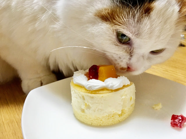 楽天市場 クリスマスケーキ Xmas 2025 予約 楽天 ギフト 猫 ケーキ 送料無料 法人注文 大量注文 22日 冷凍ケーキ チョコ ホールケーキ4号 ねこ 猫ケーキ お父さん お爺ちゃん ネコ 動物 チョコ ムース 猫型 黒猫 オレンジ チョコレート ムース アニマルケーキ : F・B