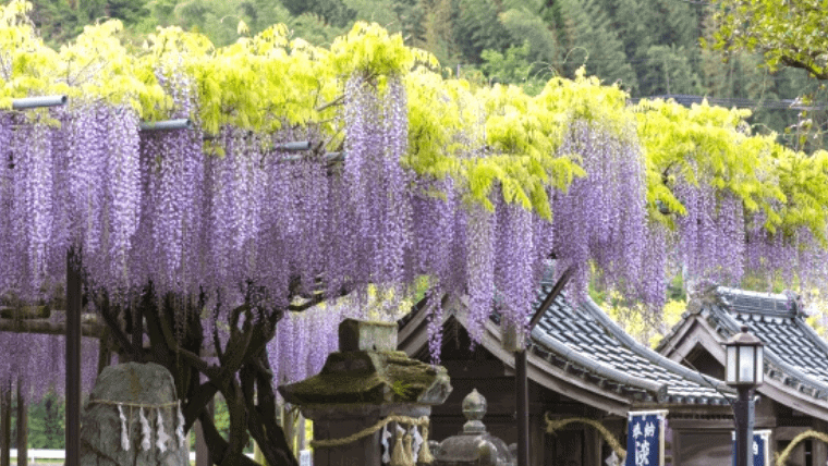 江戸時代にタイムスリップしたみたい」 福岡県の神社の藤が神秘的 – grapeグレイプ
