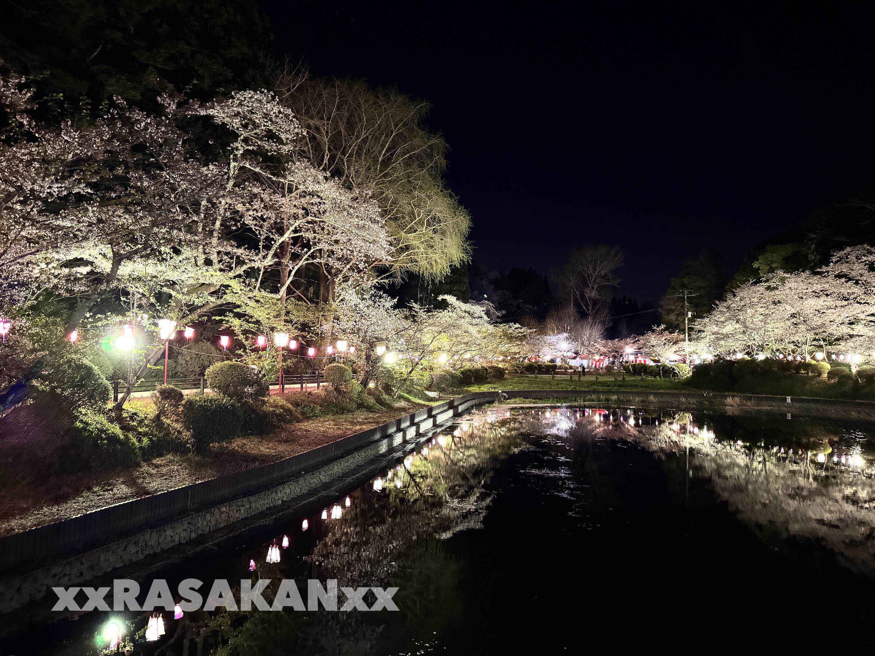 茂原公園の桜満開 ライトアップされた桜を8K映像で！屋台出店で楽しいひととき - Bit-Watts