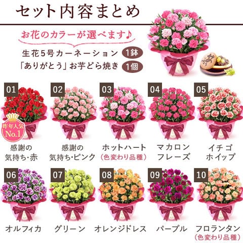 母の日 花 鉢植え カーネーション プレゼント 花鉢 母の日ギフト 母の日のプレゼントお父さんお母さんに贈りたい,お母さんに感謝の気持ちを安心と感動を送る！フラワーギフト 花のギフト社