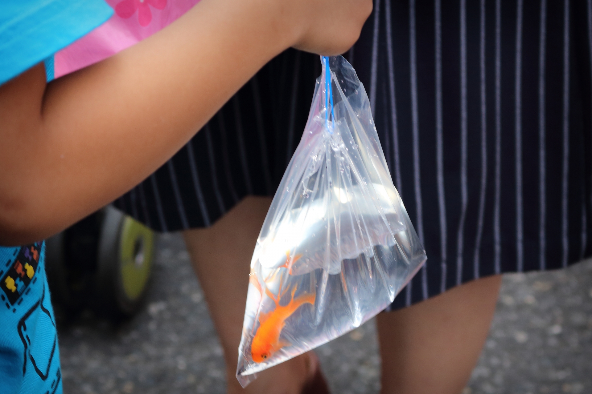 金魚すくい♪ 〇〇をするだけで金魚の生存率80%アップ!? 夏祭りの金魚が長生きする方法