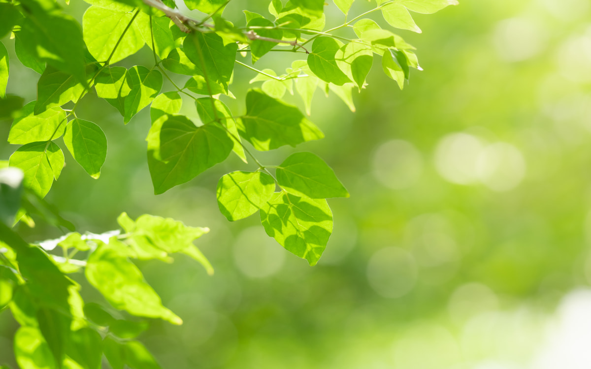 新秋の候を使う時期はいつ？意味や読み方と使い方や例文！豆知識PRESS