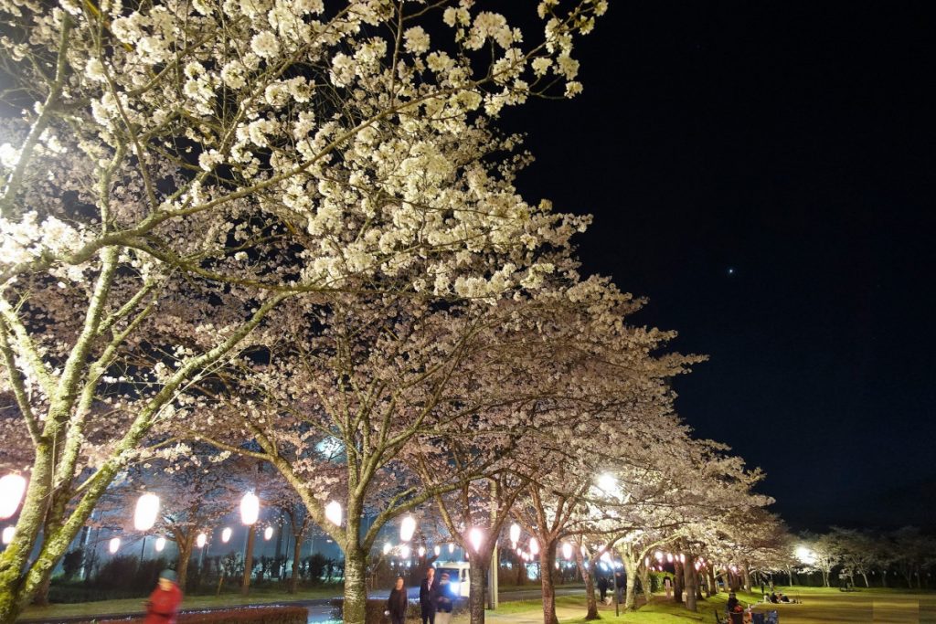 忠元公園の夜桜 写真素材4996912- フォトライブラリ