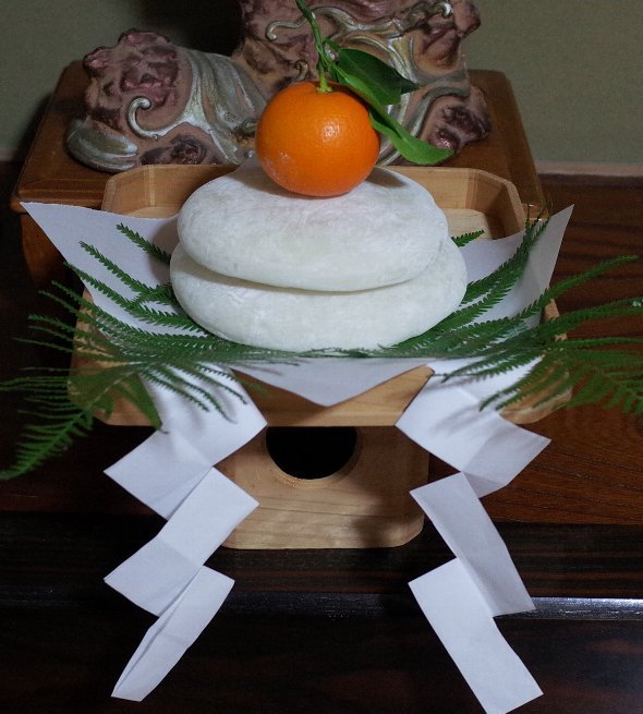 正月飾りに使われるウラジロ 裏白 、近縁種のコシダとの違い