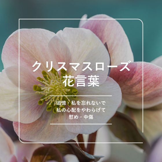 11月16日の誕生花と花言葉クローバー シロツメクサLOVEGREEN ラブグリーン