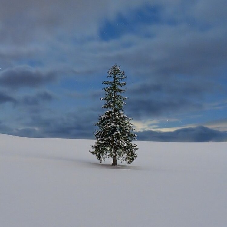 北海道 冬の美瑛・クリスマスツリーの木の写真素材37851619- PIXTA