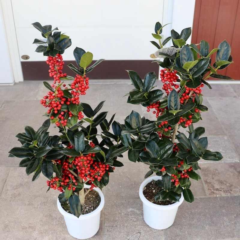 クリスマスホーリー庭木 5号鉢 1個売り植物のＩＴＡＮＳＥ 全品送料無料・即出荷