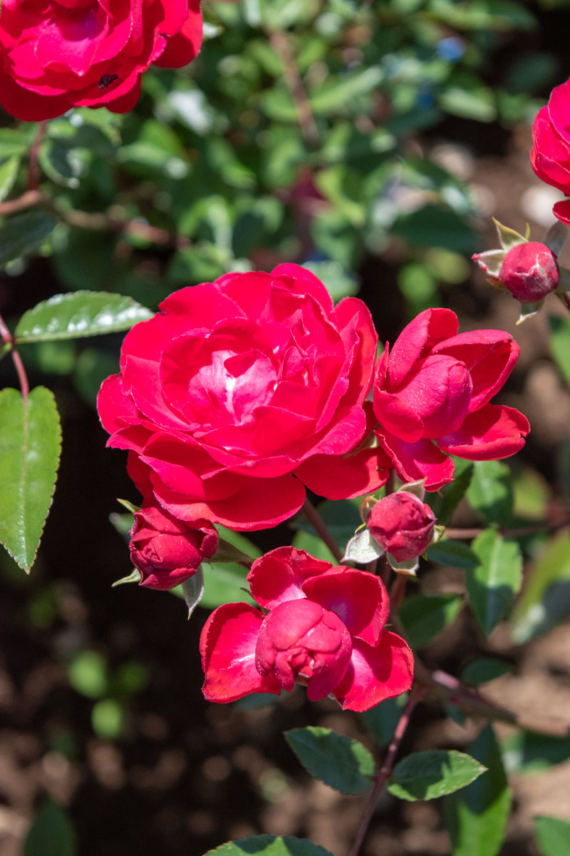 ハッピーマザーズデイTikTok