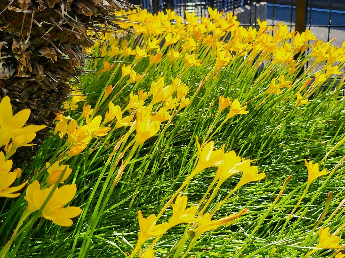 サフランの花言葉 怖い意味はある？花の特徴や名前の由来は