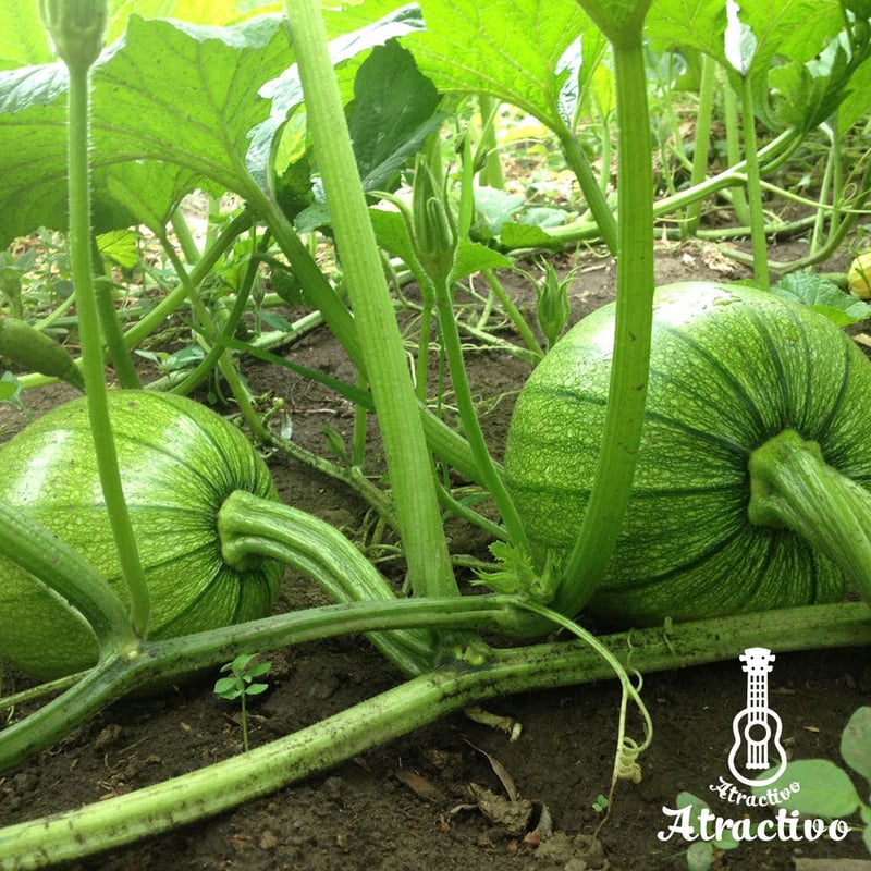 ハロウィンのかぼちゃランプ！ジャックオランタンの簡単な作り方カゴメ株式会社