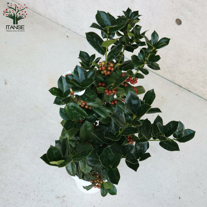 クリスマスホーリー」という名の植物は？ キリスト教では重い意味を持つ大切な木