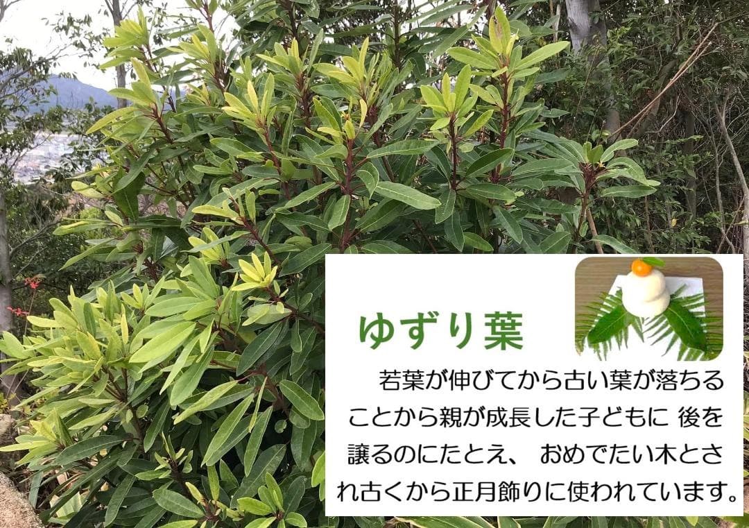 ユズリハ 譲り葉- 庭木図鑑 植木ペディア