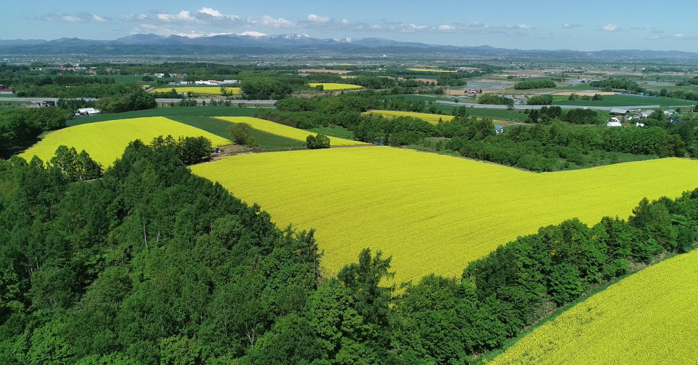 滝川市菜の花まつり - たきかわ菜の花まつり