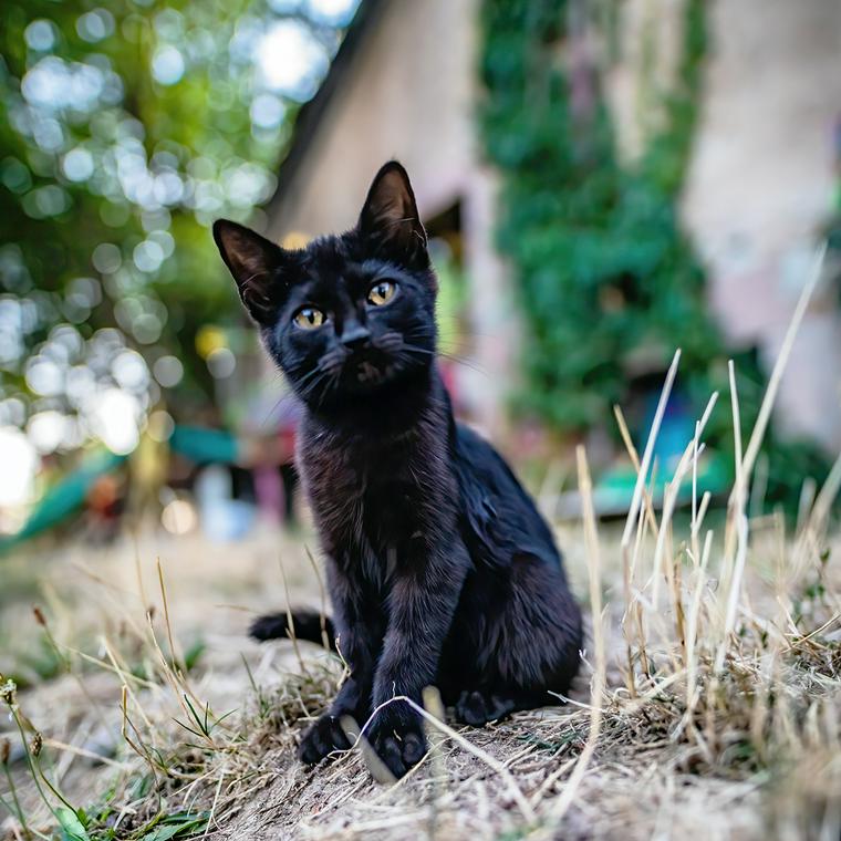 黒猫は福の神？ 実はラッキーを運んでくれる猫！anicom you アニコムユー