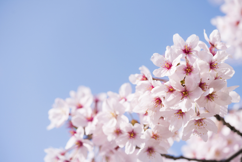 ひな祭りはどうしてひな人形を飾るの？その由来と歴史を紹介 公式 ギフトといえばQUOカード・QUOカードPay