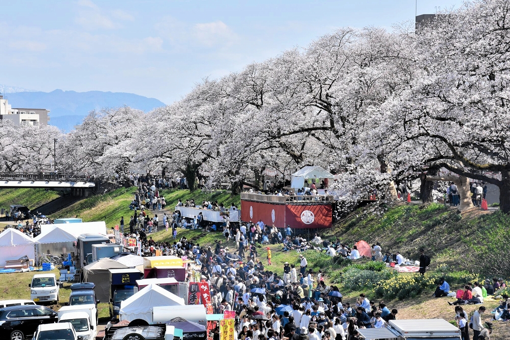 日比友好さくら祭り 2025 in 綾瀬都立東綾瀬公園 ハト広場