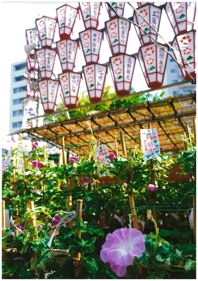 入谷朝顔まつりについて – 入谷朝顔まつり 朝顔市