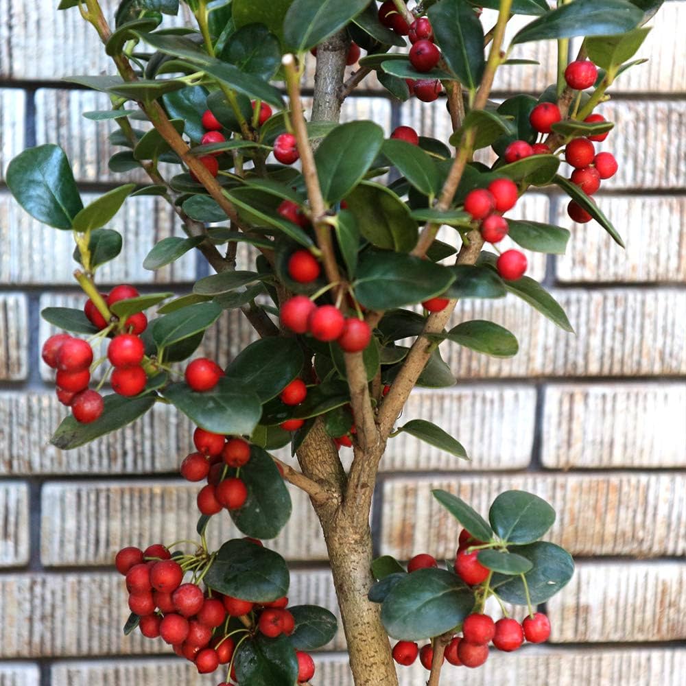 クリスマスホーリー 西洋ヒイラギ剪定の基本を庭師が伝授庭家plus 岡山