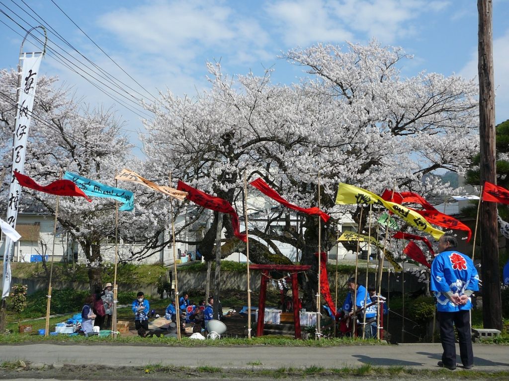 豊臣秀吉が盛大な花見を催したことで知られる ：長寿を極める 樹木編 写真特集：時事ドットコム
