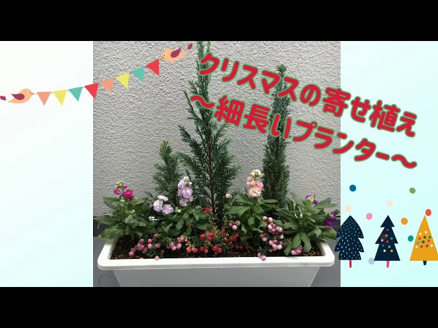 クリスマスにもぴったり!冬の寄せ植え valor-navi バローナビ