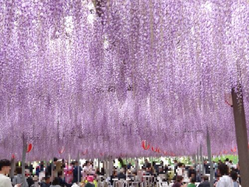 中山の大藤まつり 見頃を迎えた藤ライトアップ2025年4月15日 火〜27日 日📍撮影日 令和7年4月22日福岡 柳川TikTok