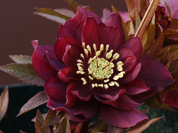 ポインセチアはなぜ「クリスマスの花」になったのか - ウェザーニュース