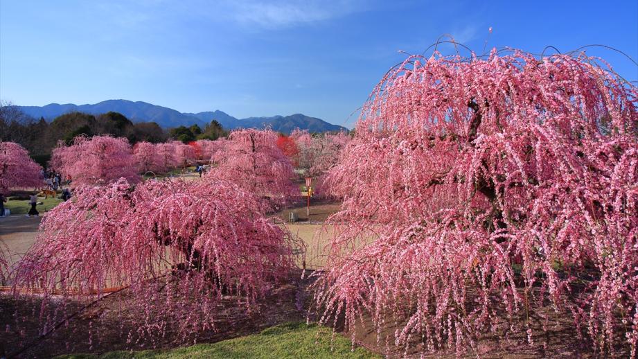 鈴鹿の森庭園 Suzuka Forest Garden公式