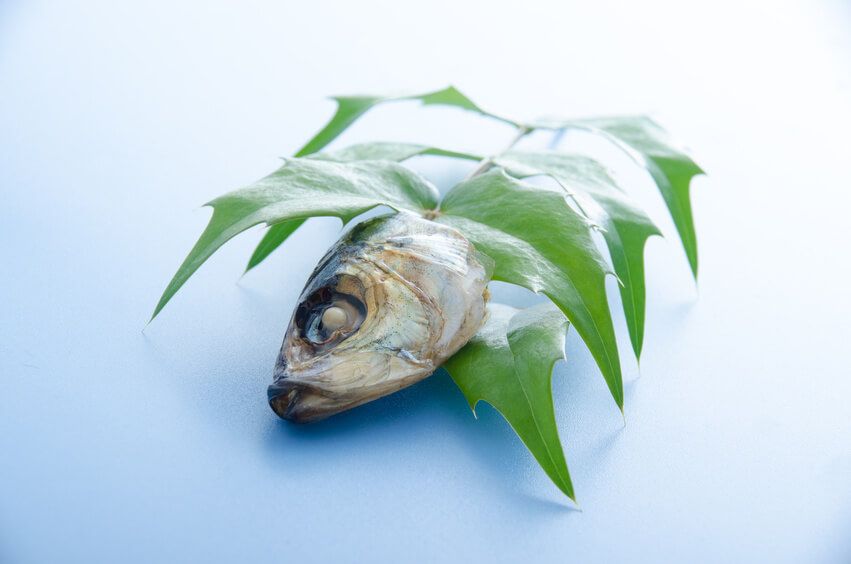 節分 豆まき ヒイラギイワシ 柊鰯 ひいらぎいわし 行事ごと N4