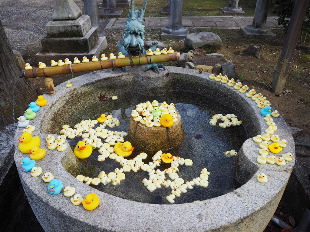白山神社の手水舎の手水鉢に浮かんでいる花手水を上から見た風景の写真素材98537052- PIXTA