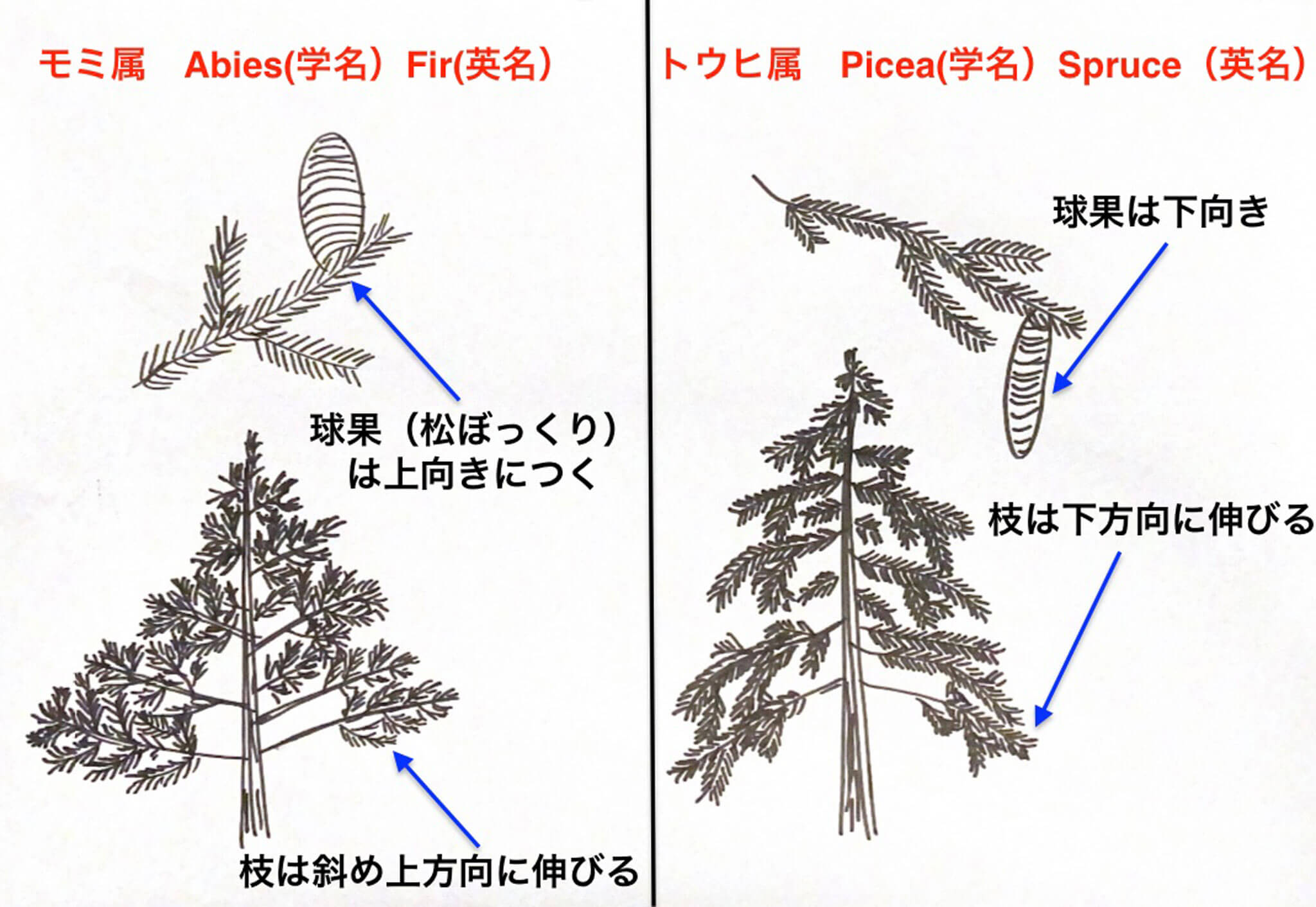 なぜ？なに？自然の大図鑑！HondaWoods 元気な森を次世代のために、地域のために